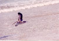 bird