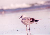 bird2