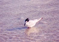 bird3
